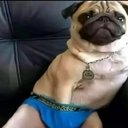Puggy_Don